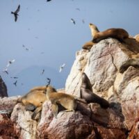 Réserve naturelle des iles Ballestas