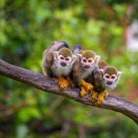 Petits singes sur une branche dans l'amazonie péruvienne