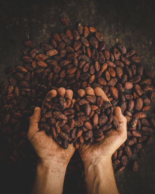 grains de cacao du Pérou
