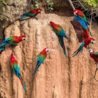 Aras d’Amérique tropicale au Pérou