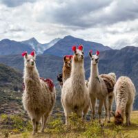 Rencontre avec des lamas du Pérou
