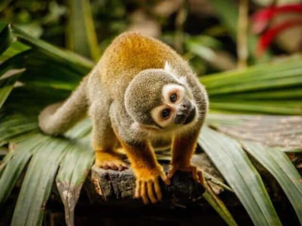 singe-selva-jungle-feuille-bois