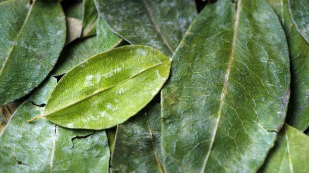 feuille de coca fraiche culture perou