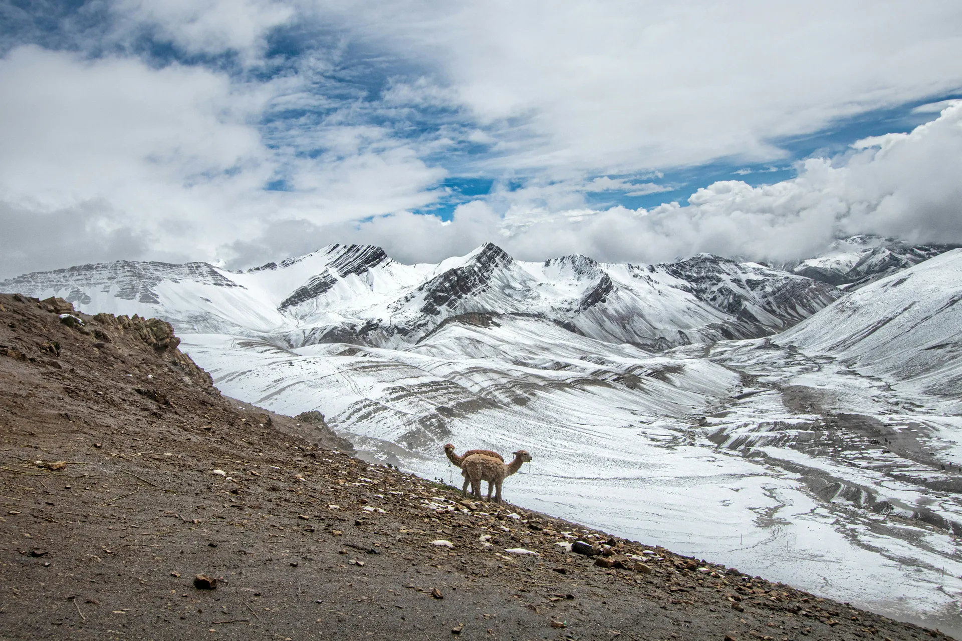 Les animaux du Pérou lamas, alpagas et vigognes incontournables — free download