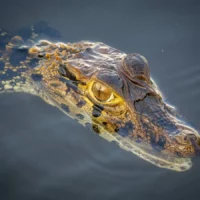 Alligator dans l'amazone au Pérou