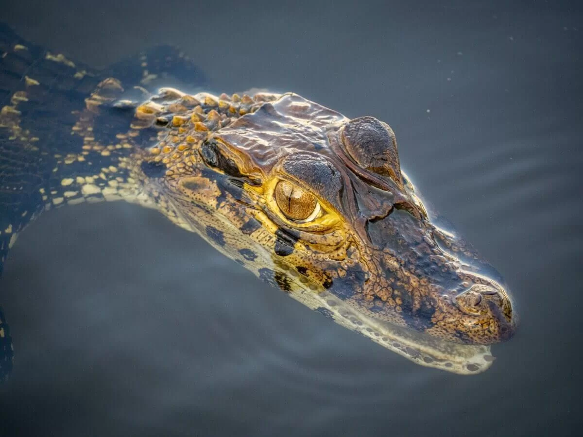 Alligator dans l'amazone au Pérou