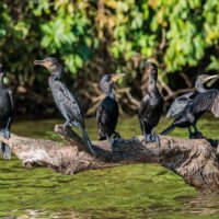 Oiseaux d'Amazonie au Pérou