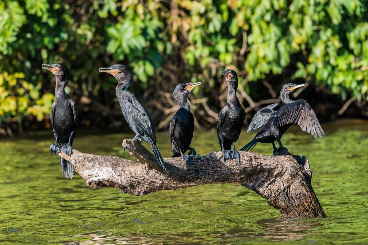 Oiseaux d'Amazonie au Pérou