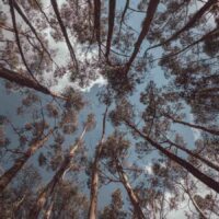 Pique nique sous les arbres au Pérou