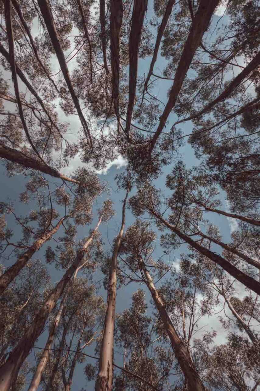 Pique nique sous les arbres au Pérou