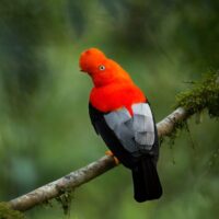 Oiseau tropical du Pérou
