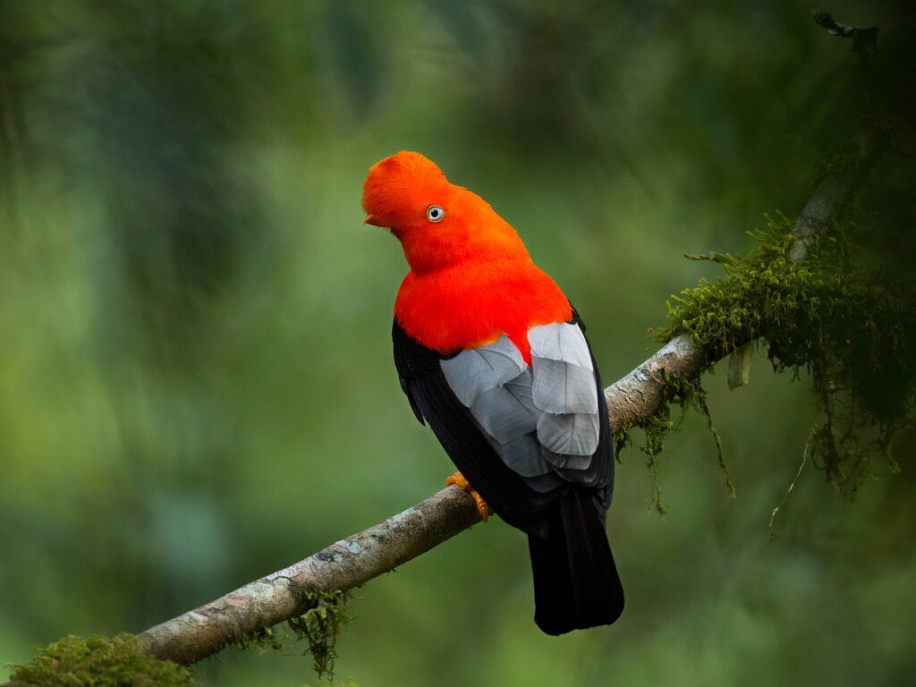 Oiseau tropical du Pérou