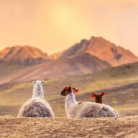 Lamas pendant un coucher de soleil au Pérou
