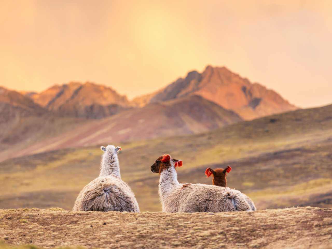 Lamas pendant un coucher de soleil au Pérou